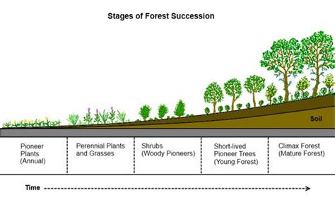 8 Accelerating Succession And Evolution Deep Green Permaculture