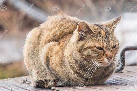 Sleepy Fat Cat Sitting Roundly Stock Image Image Of Background