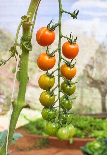 Premium Photo Ripe Tomatoes On A Vine Growing On A Garden In Greenhouse