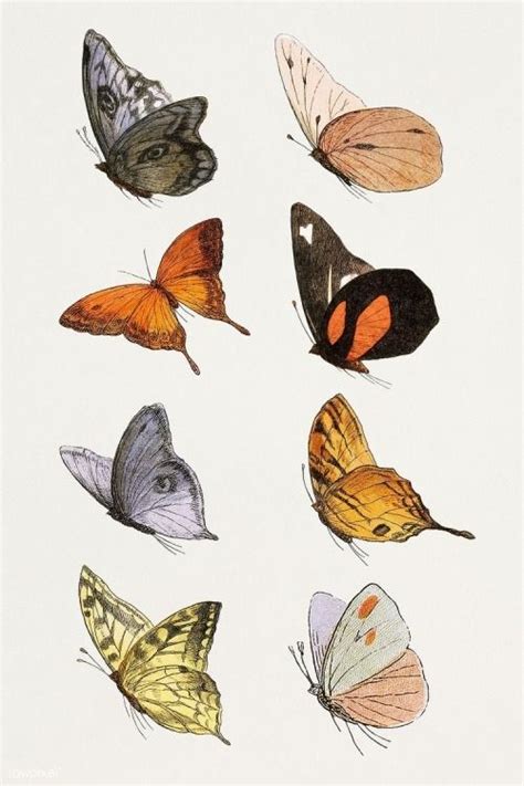 Kylie Francis Butterfly Illustration Butterfly Drawing Drawings