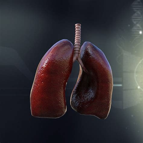 By lysis updated september 30, 2017. Human Lungs Anatomy 3D model | CGTrader