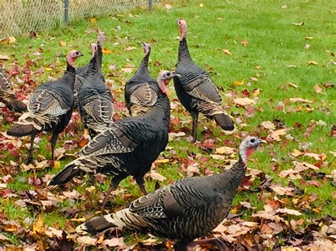 Rogue Turkeys Invade Merville Backyard My Campbell River Now