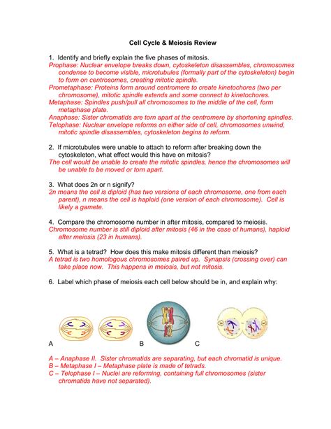 Mitosis And Meiosis Review Worksheet Printable