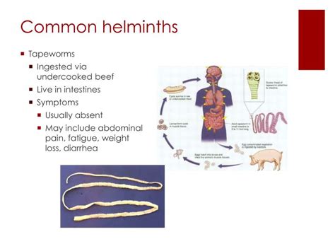 Ppt Helminth Infections Powerpoint Presentation Id 394312
