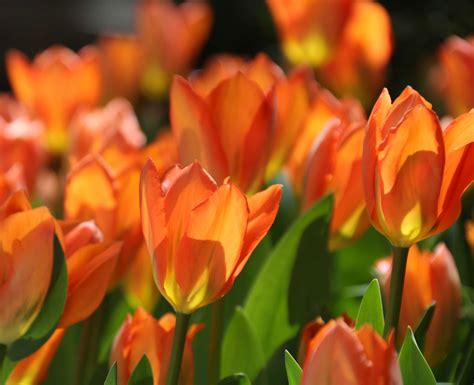 Shop daffodils, tulips, allium + more! The Most Colorful Tulips for Your Spring Garden - Longfield Gardens