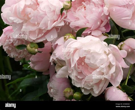 Many Beautiful Soft Pink Double Peony Flowers Stock Photo Alamy