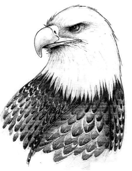Realistic Eagle Drawing Bald Eagle Drawings The Big Birds Of Prey