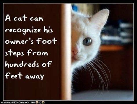 You can be friends with cats and dogs. Fun Cat Facts #26 | 100 fun, Cat and Animal