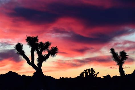 Joshua Trees Could Be In Danger Of Extinction New Study Shows