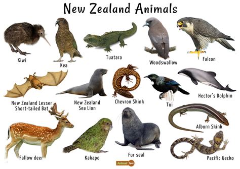 Wildlife In New Zealand Wildlife Aestetic 2021