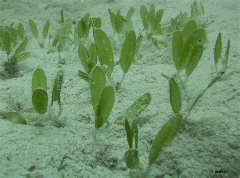 Seagrass Beds — The Department of Environment and Natural Resources