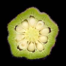 It grows in a temperate climate. Layla Anwar's Kitchen: The Lady's Fingers (UPDATED)