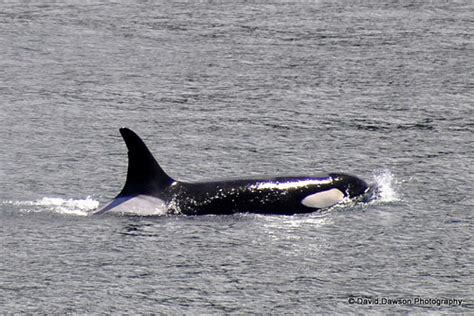 San Juan Islands Whales Orca Pods San Juan Islands Wha Flickr