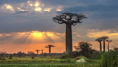 The Adaptations Of The Baobab Tree Sciencing