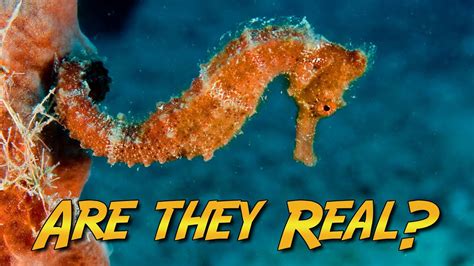 Seahorses And Pipefish Do They Really Exist Youtube