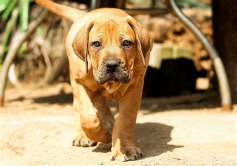 How Much Is A South African Boerboel