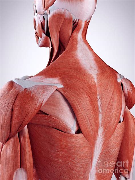 Illustration Of The Upper Back Muscles Photograph By Sebastian