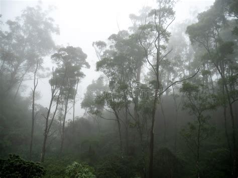 Beautiful Image Of Dense Fog Covering Tropical Jungle Forest Stock