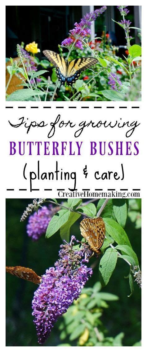 Planting And Care For Buddleia Butterfly Bush Butterfly Bush