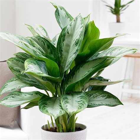 Buy Chinese Evergreen Aglaonema Jubilee Compacta Pbr £1199 Delivery