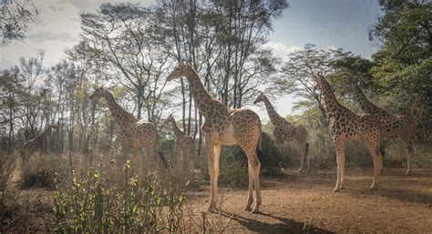 Giraffes In Nairobi National Park Nairobi Kenya Africa Isf03245