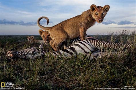 Landscape Of Fear Snapshot Serengeti