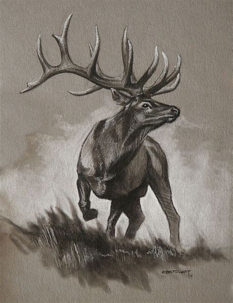 This artwork is printed on 100 lb conservation paper. Bull Elk Original Sketch | Deer art, Elk drawing, Animal ...