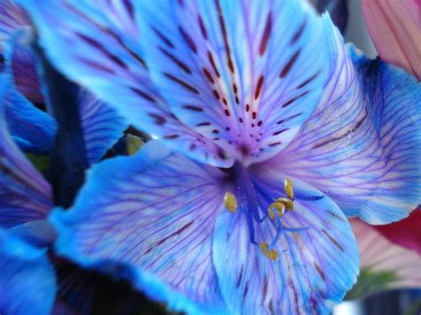 Again Among Natures Flowers Indigo Night School Survivor Sanctuary