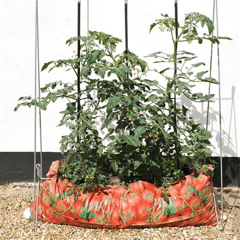 Everything You Need To Know About Growing Tomatoes In Grow Bags Slick Garden Growing