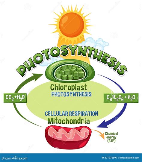 Photosynthesis And Cellular Respiration Diagram Stock Vector