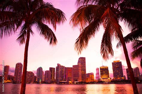 Miami Florida Skyline And Bay At Sunset Through Two Palm Trees Stock
