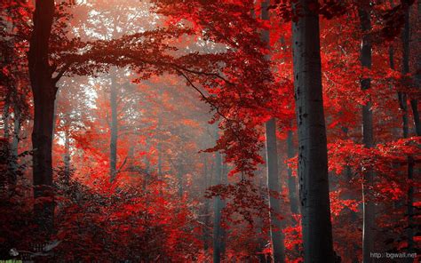 Red Autumn Wallpapers Top Free Red Autumn Backgrounds Wallpaperaccess