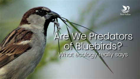 Are House Sparrows And Starlings Predators Of Bluebirds What Ecology