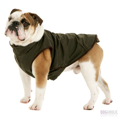 Dogissimo Windsor Coat For Bulldogs Dogaholic