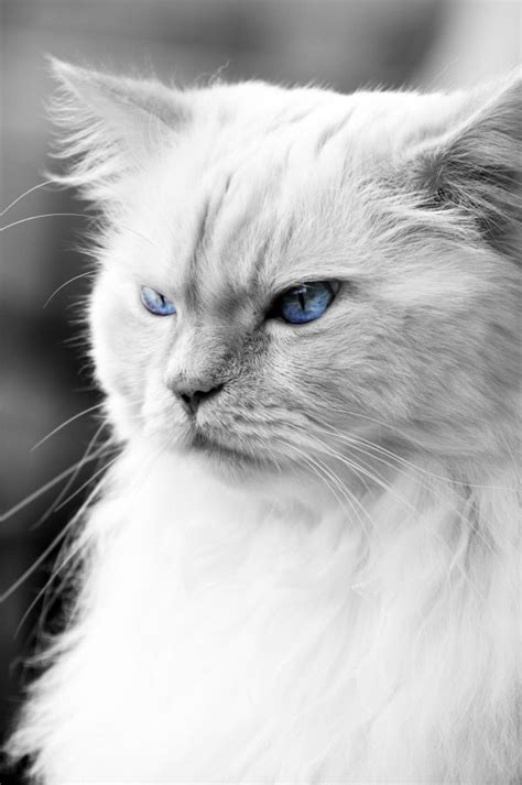 Free Images Animal Pet Kitten Fauna Heal Blue Eye Close Up