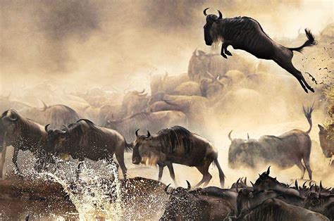 Great Wildebeest Migration Light On Africa