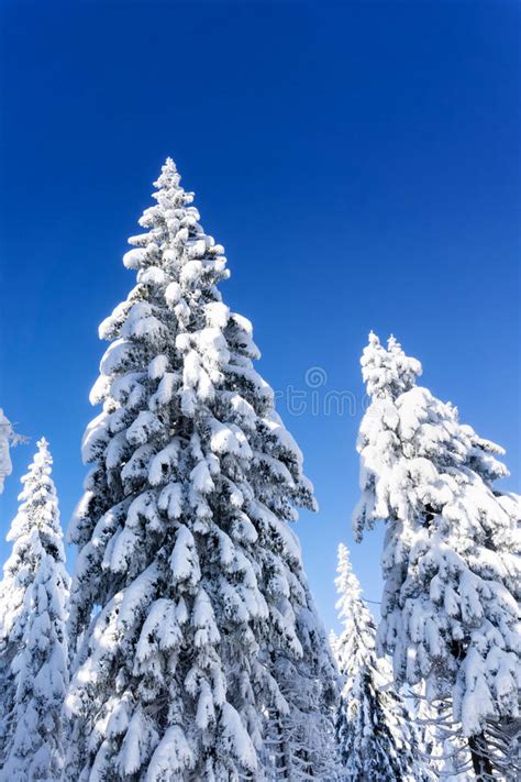 Snow Covered Spruce Trees Stock Image Image Of Seasonal 79267701