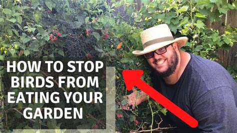 How To Stop Birds From Eating Your Garden Youtube