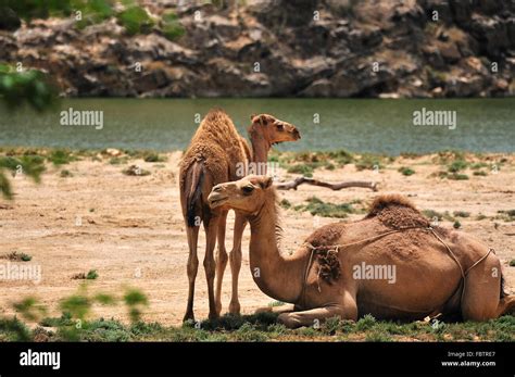 Familia De Camellos Fotografías E Imágenes De Alta Resolución Alamy