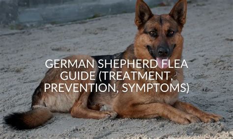 Why Does My German Shepherd Dog Itch So Much But Does Not Have Fleas