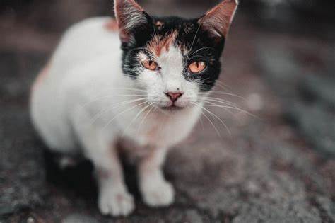 Почечная недостаточность у кошек: группы риска, симптомы, острая и Картинка - Почечная недостаточность у кошек: группы риска, симптомы, острая и