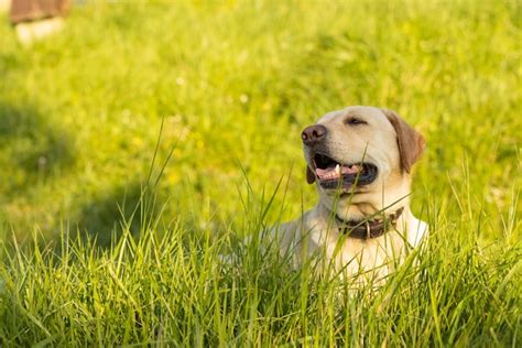 Premium Photo Labrador Dog Lying In The Grass A Sunny Day