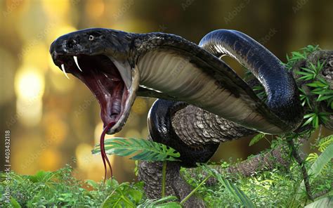 King Cobra Ophiophagus Hannah The Worlds Longest Venomous Snake With