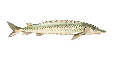 Sturgill is one of our sturgeon in the milwaukee river. Sturgeon - Mattes Seafood