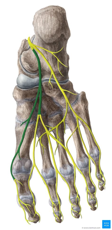 Nervus Plantaris Medialis Anatomie Funktion Klinik Kenhub