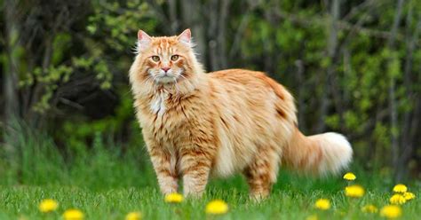 Worlds Biggest Cat Breed Unveiling The 5 Majestic Giants
