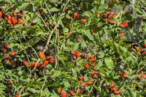 Thickets Sweetbriar Rose Rosa Rubiginosa Stock Photo Image Of