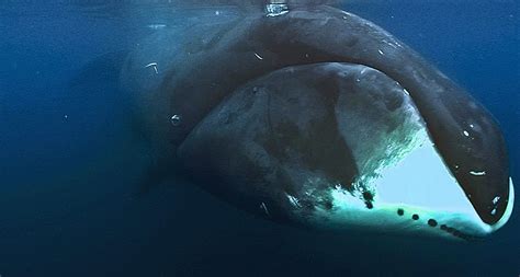 Sea Watch Foundation Take A Bow Spotlight On Bowhead Whales