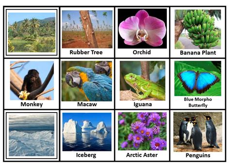 Tropical Rainforest Animals Collage The Amazon River Basin Is Home To