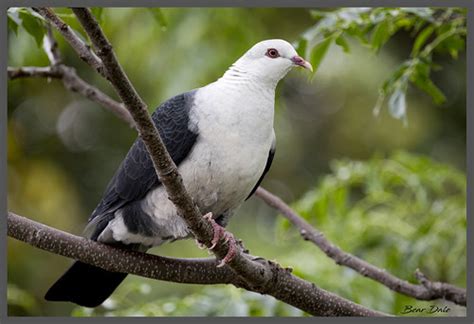 White Headed Pigeon White Headed Pigeon Scientific Name C Flickr